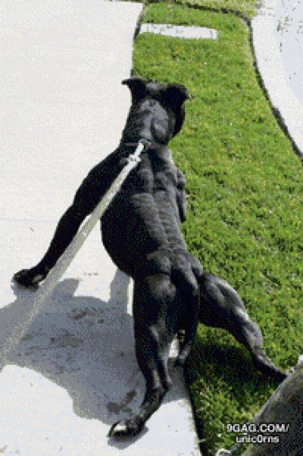 питбультерьер - собака, питбуль, питбультерьер - предпросмотр