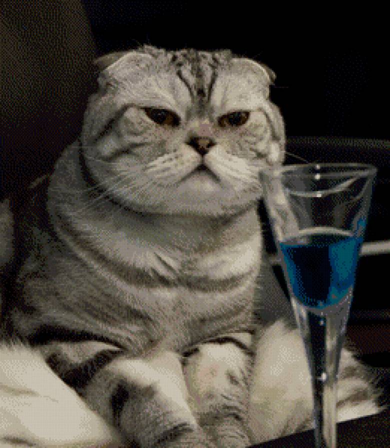 британец - кошка, британская кошка, кот, животное - предпросмотр