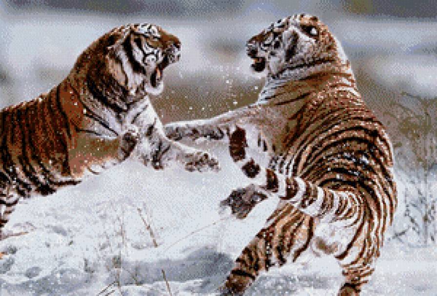амурские тигры - тигр - предпросмотр