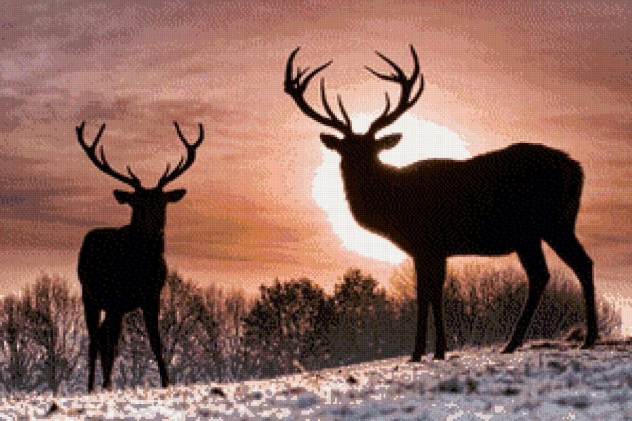олени на закате - предпросмотр