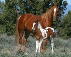 лошади - оригинал