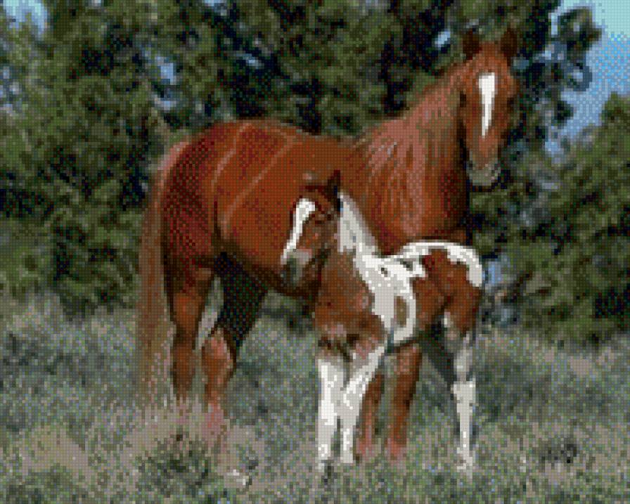 лошади - предпросмотр