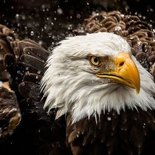 Схема вышивки «орел»