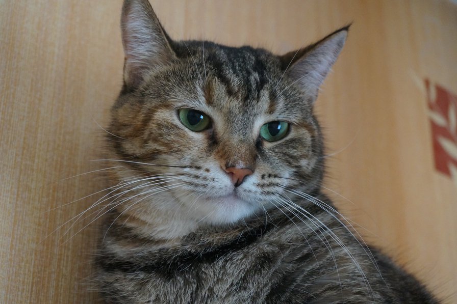 Сонечка - оригинал