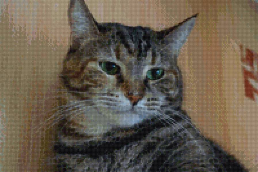 Сонечка - предпросмотр