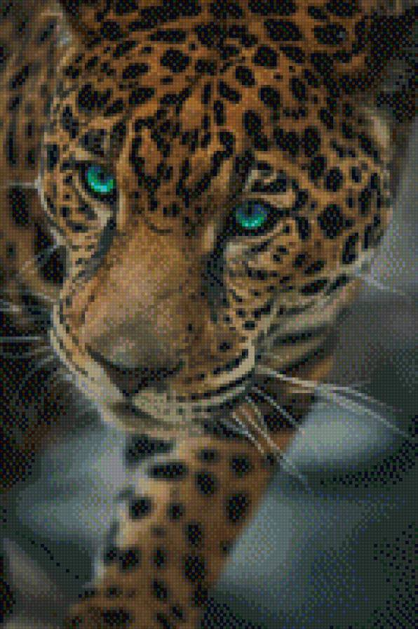 Леопард - природа, животные - предпросмотр