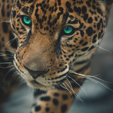 Схема вышивки «Леопард»