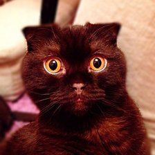 Схема вышивки «Котик»