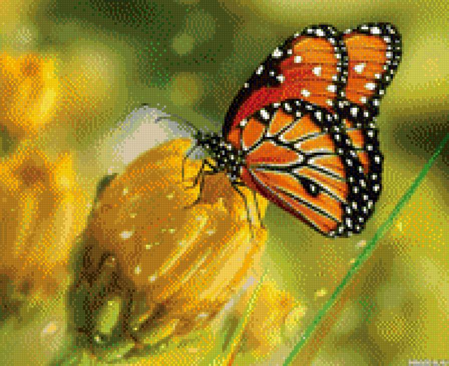 Бабочка на цветке - бабочка - предпросмотр