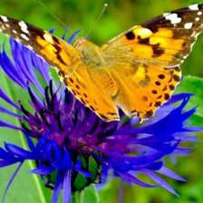 Схема вышивки «Бабочка»