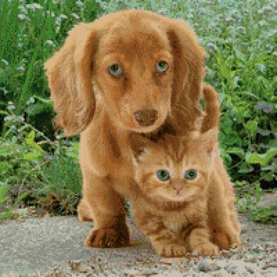 собака с кошкой - собака, красота, кошка, природа, животные - предпросмотр