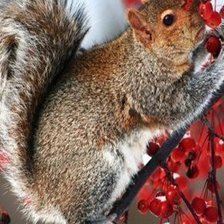 Схема вышивки «белка»