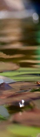 лотос на воде 3 - вода, лотос, триптих - оригинал