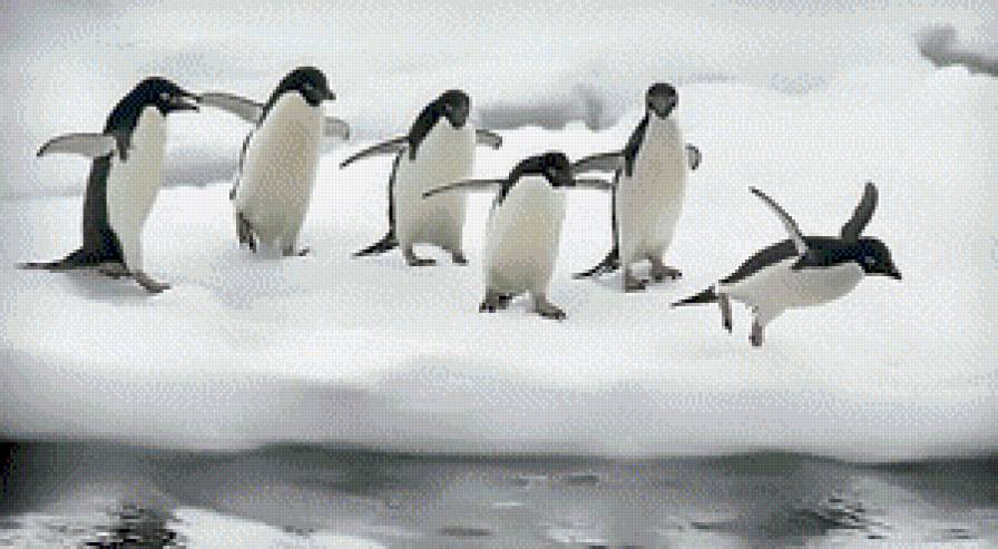 Pingúinos en su habitat - предпросмотр