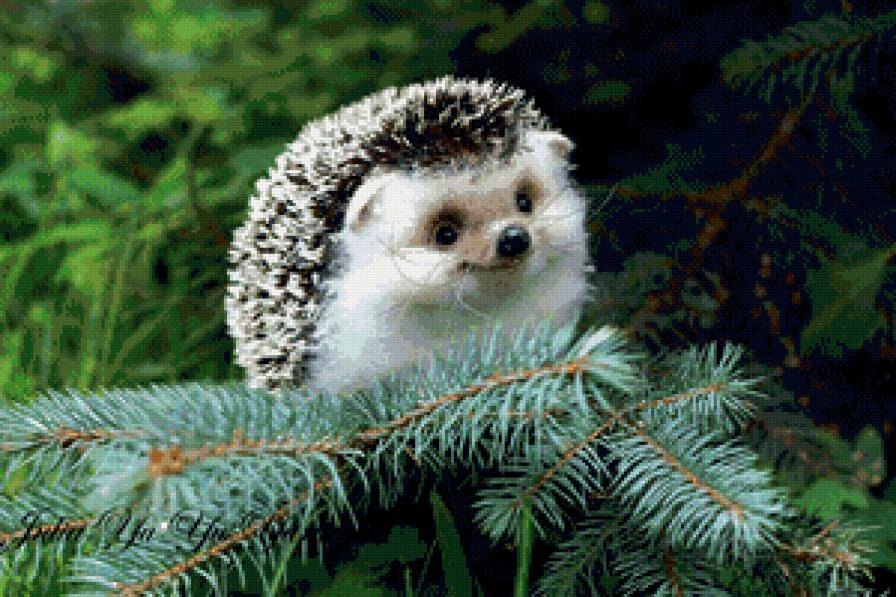 Ежик - ежик, еж, ежи - предпросмотр