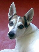 Собачка Даша - домашние питомцы - оригинал