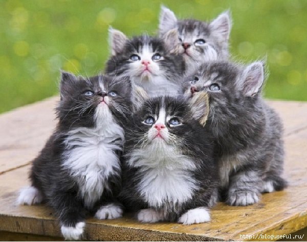 Пушистое семейство - оригинал