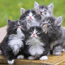 Схема вышивки «Пушистое семейство»