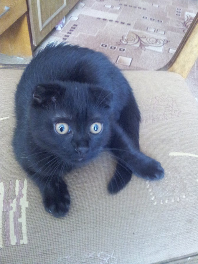 кися - оригинал