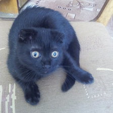 Схема вышивки «кися»