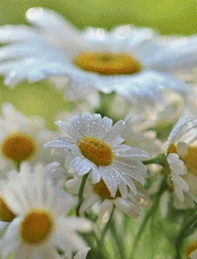 ромашки - цветы, ромашки - предпросмотр