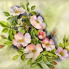 Схема вышивки «цветы шиповника»