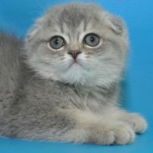 Оригинал схемы вышивки «русская голубая кошка» (№1095945)