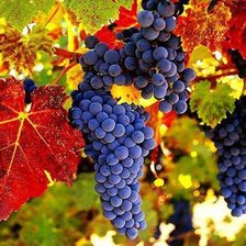 Схема вышивки «naturmorti kurdzeni»