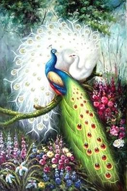 павлин2 - павлин - оригинал