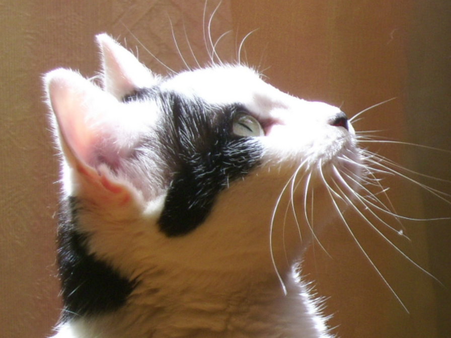 кошка - оригинал