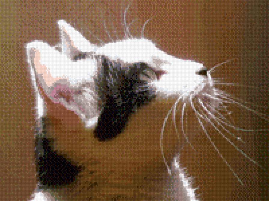 кошка - предпросмотр