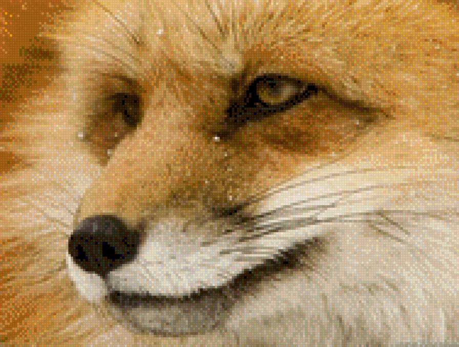 лис - лиса, лис - предпросмотр