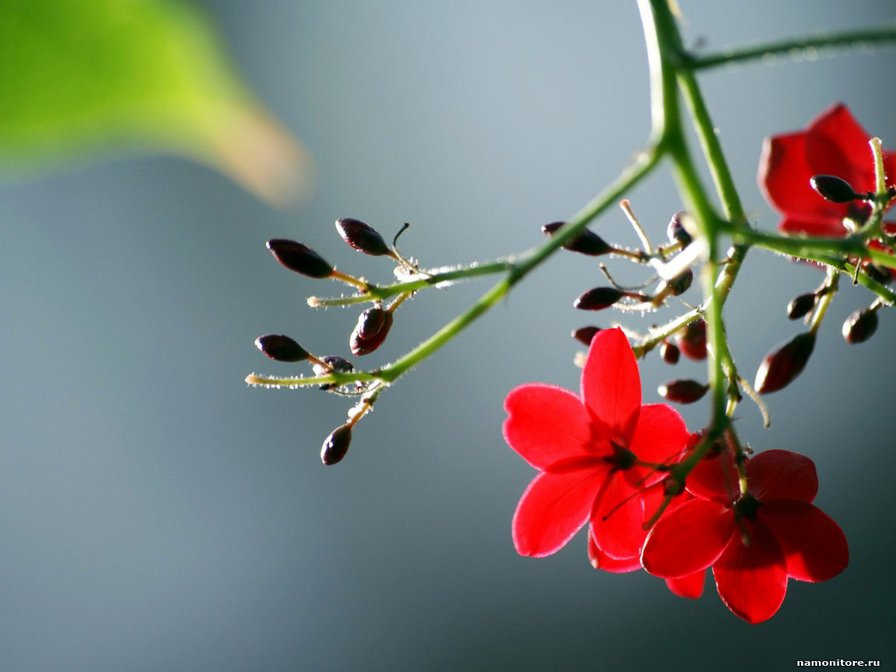 веточка - веточка, природа, цветы - оригинал