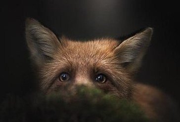 лиса - лиса, ночь - оригинал