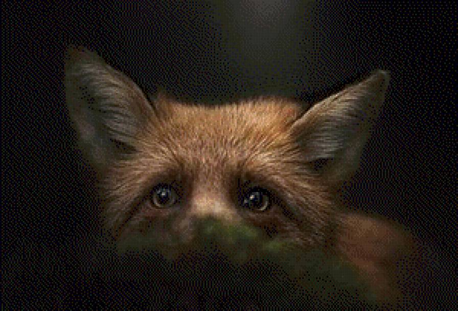 лиса - лиса, ночь - предпросмотр