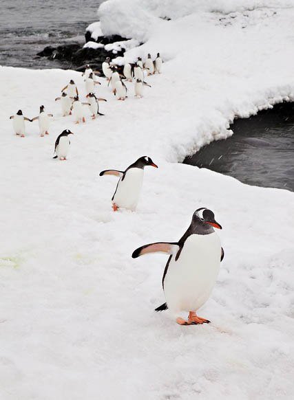 Пингвины - оригинал