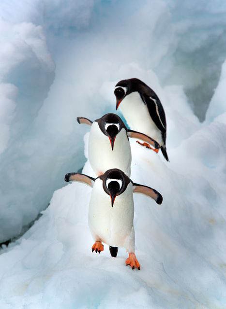 Пингвины - оригинал