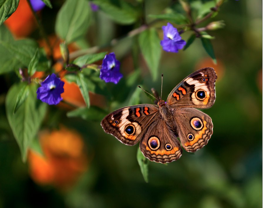 Бабочка - оригинал