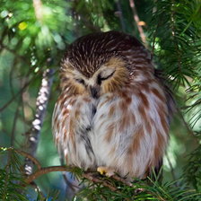 Спящий совенок