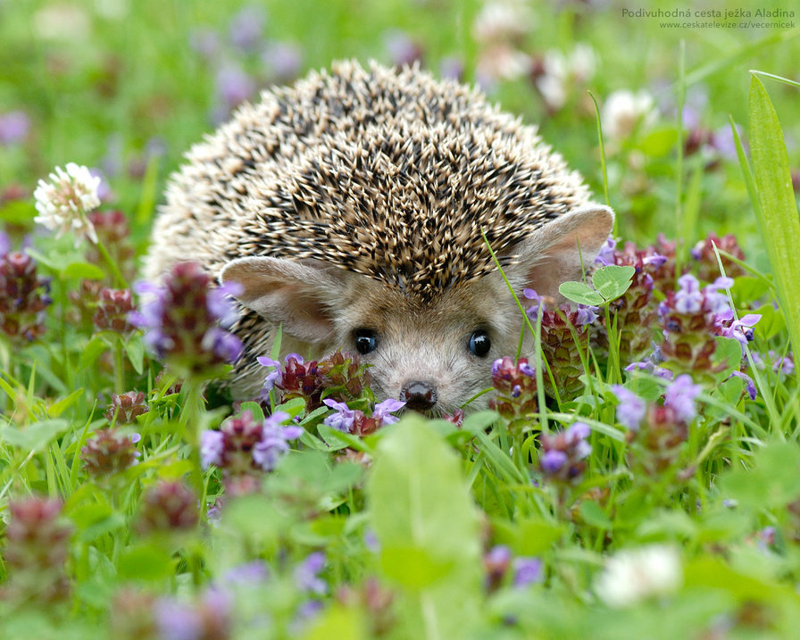 ежик - еж, ежик, ежи - оригинал