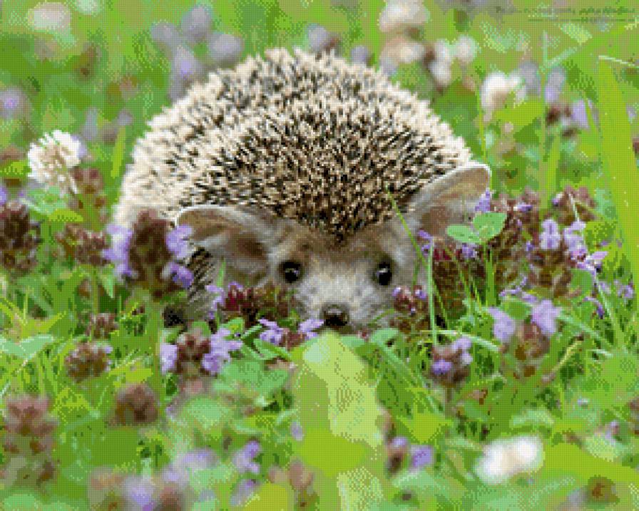 ежик - ежик, ежи, еж - предпросмотр