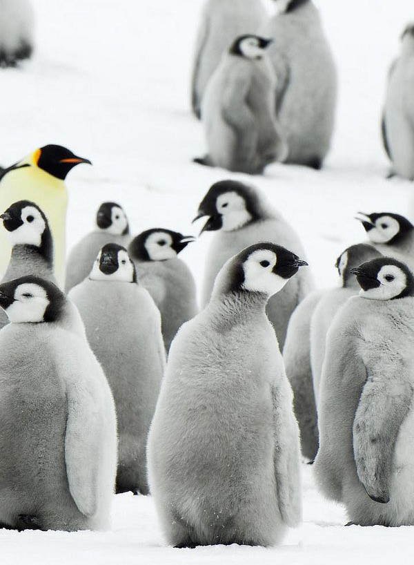 Пингвины - природа, пингвины - оригинал