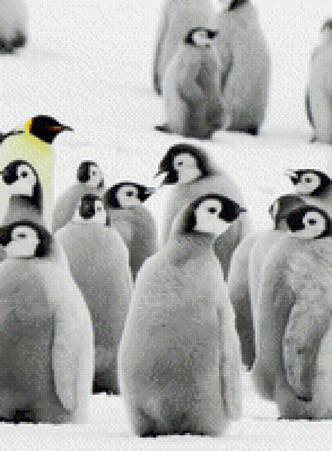 Пингвины - природа, пингвины - предпросмотр
