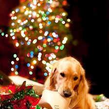 Схема вышивки «0002»