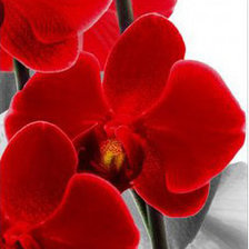 Схема вышивки «Красная орхидея 1»