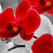 Схема вышивки «Красная орхидея 2»