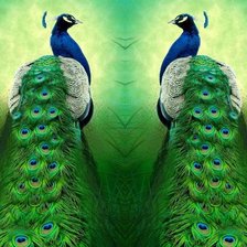 Схема вышивки «Два павлина»