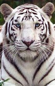 tetri vep. - оригинал