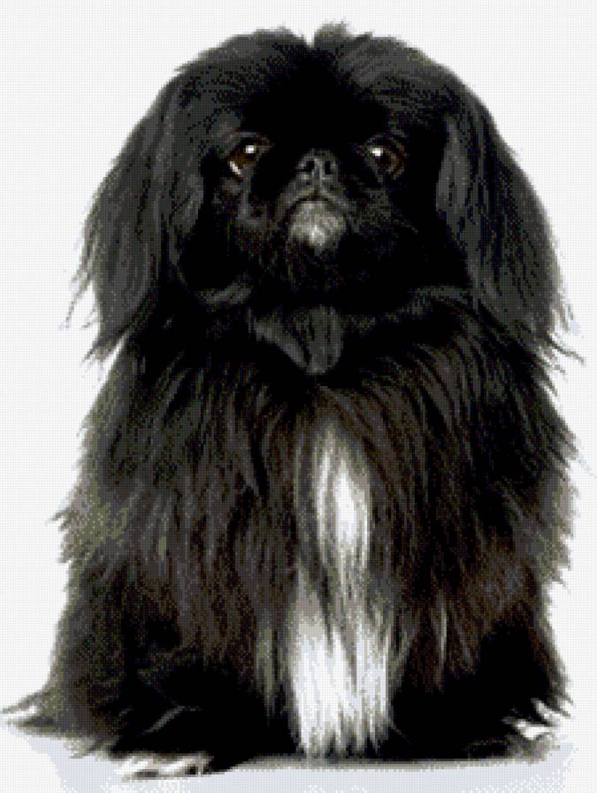 Японский хин - предпросмотр