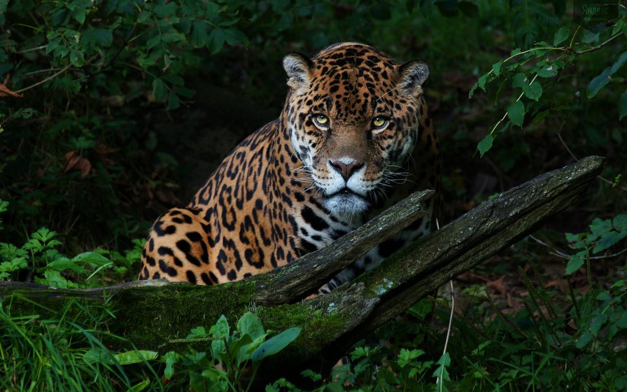 леопард - оригинал